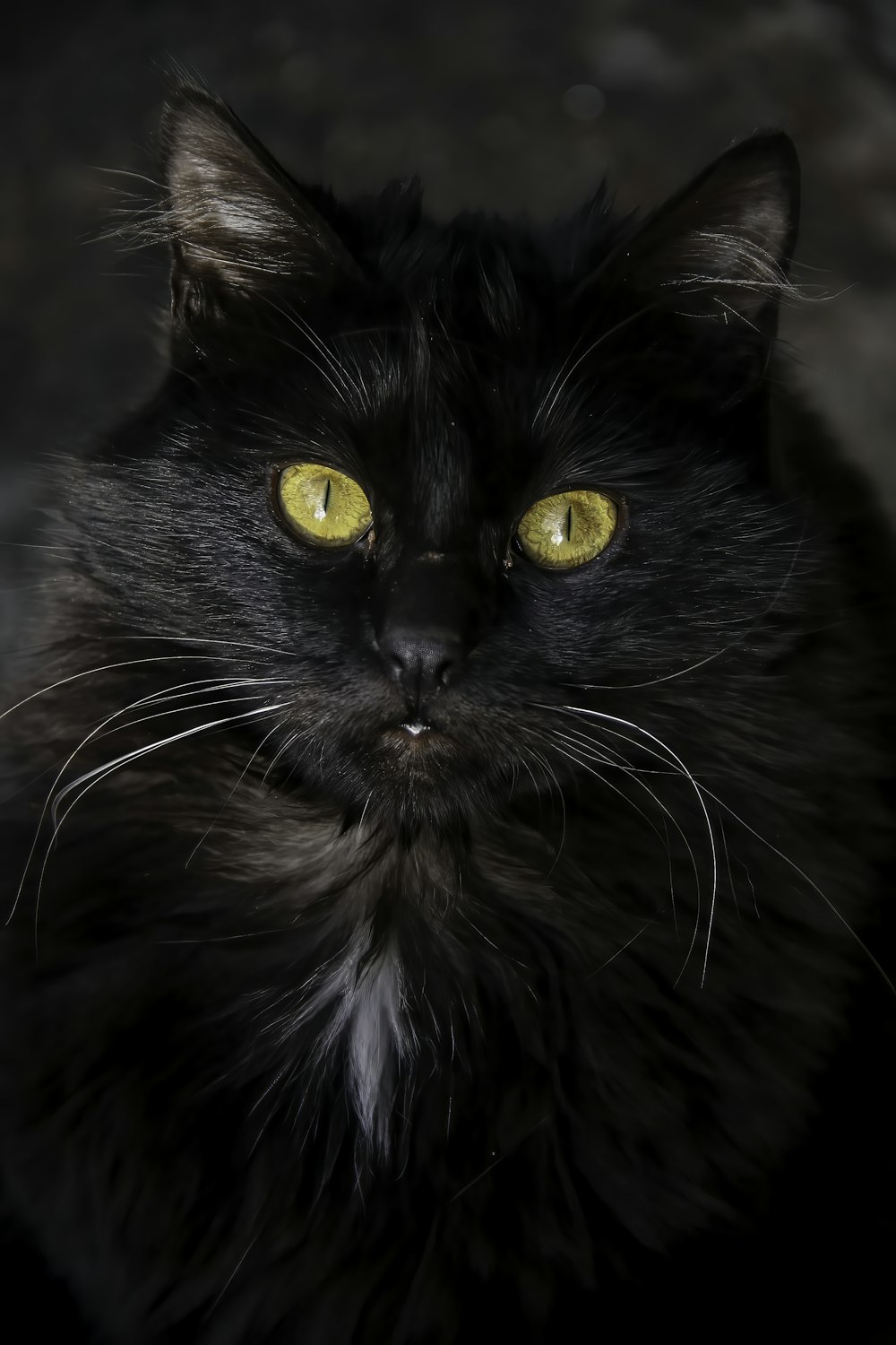 a black cat with yellow eyes
