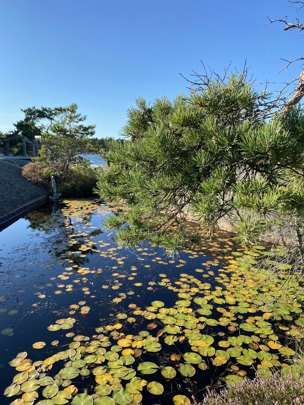 a river with yellow flowers