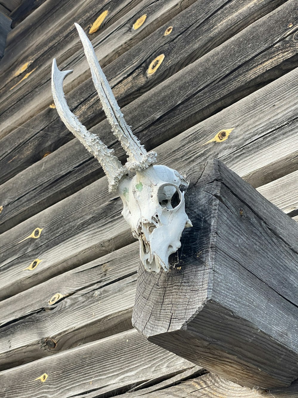 a white and grey owl on a wooden surface