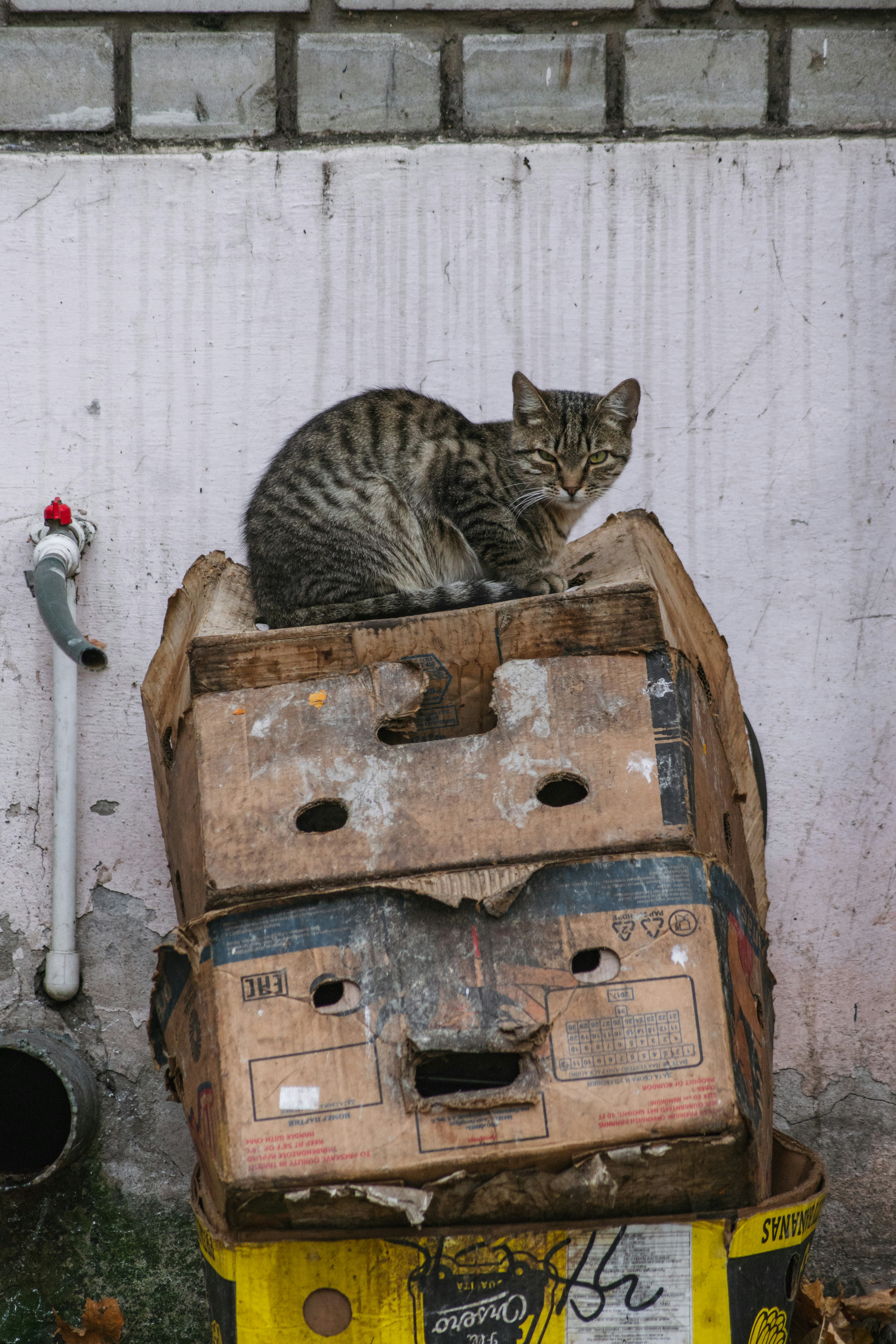 seekor kucing duduk di atas tumpukan kotak tua