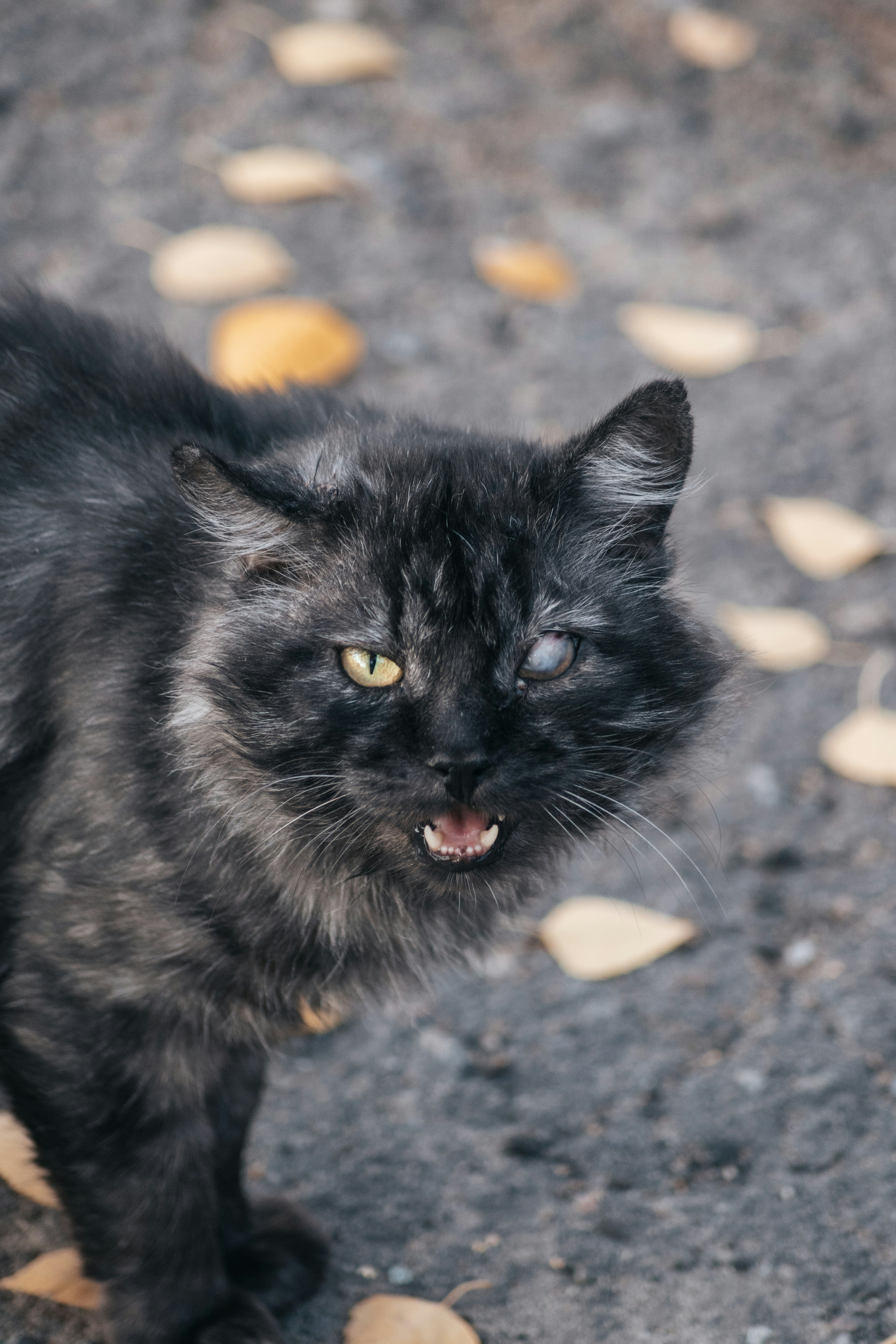 Photo by angrygrandmama