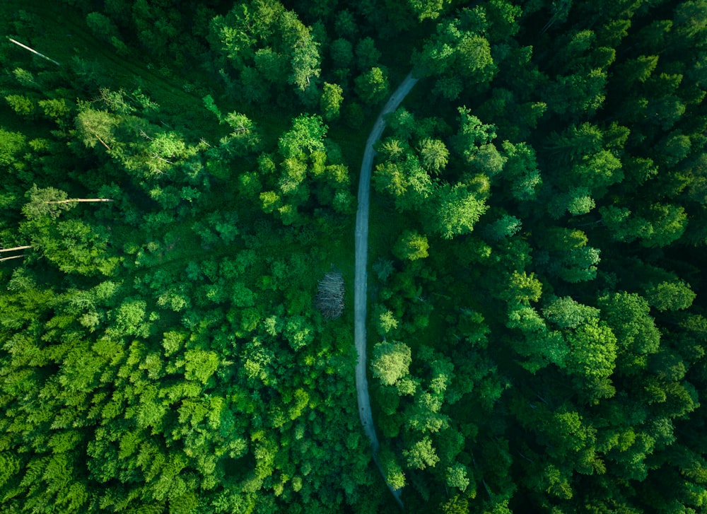 a river winding through a forest