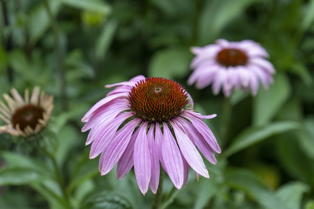 a bee on a purple flower