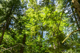 A vibrant tropical forest canopy bathed in morning sunlight, showcasing lush greenery.