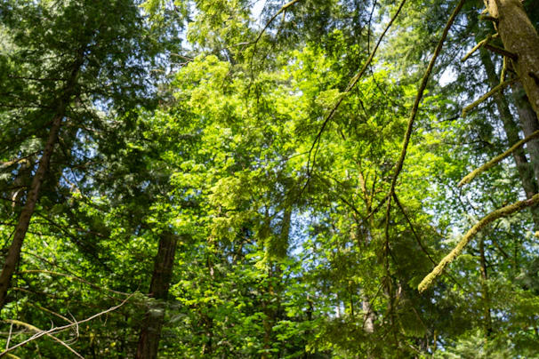 A vibrant tropical forest canopy bathed in morning sunlight, showcasing lush greenery.