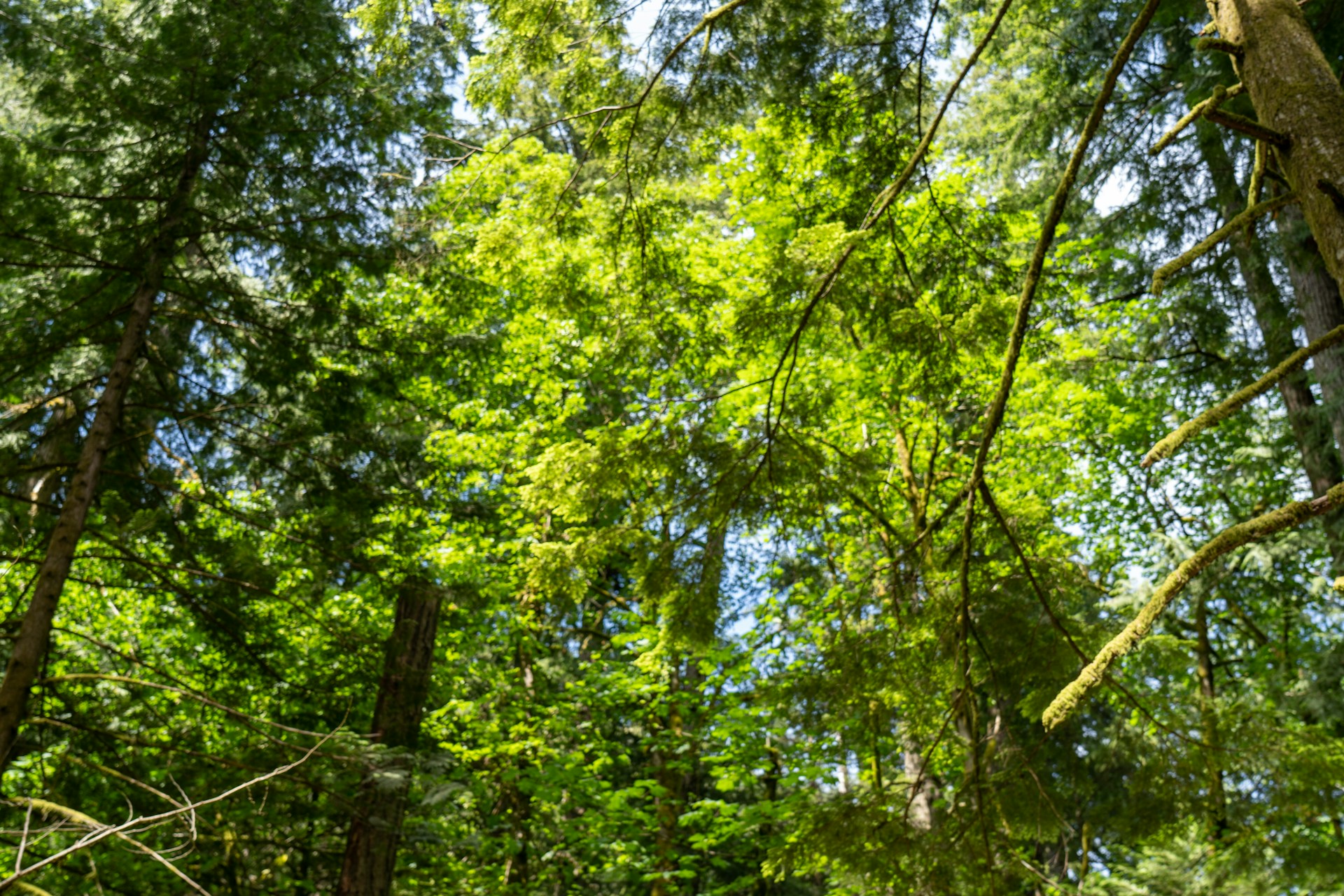 gray computer monitor