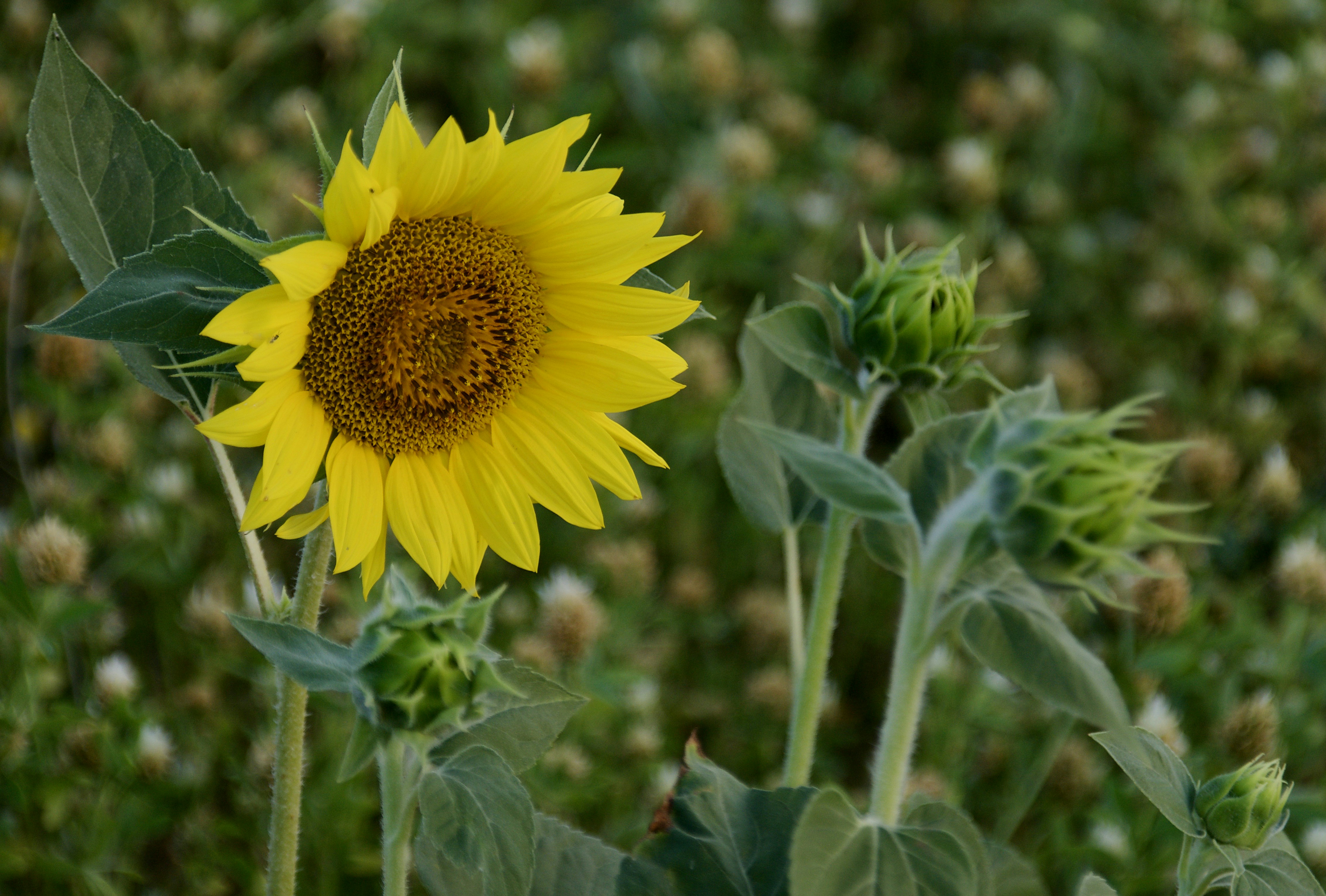 Photo by mariobeducci