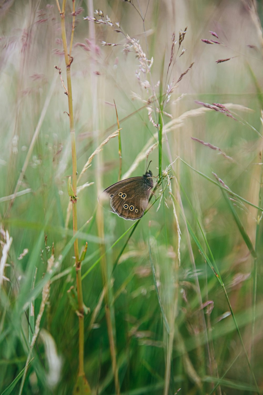 a butterfly on a plant