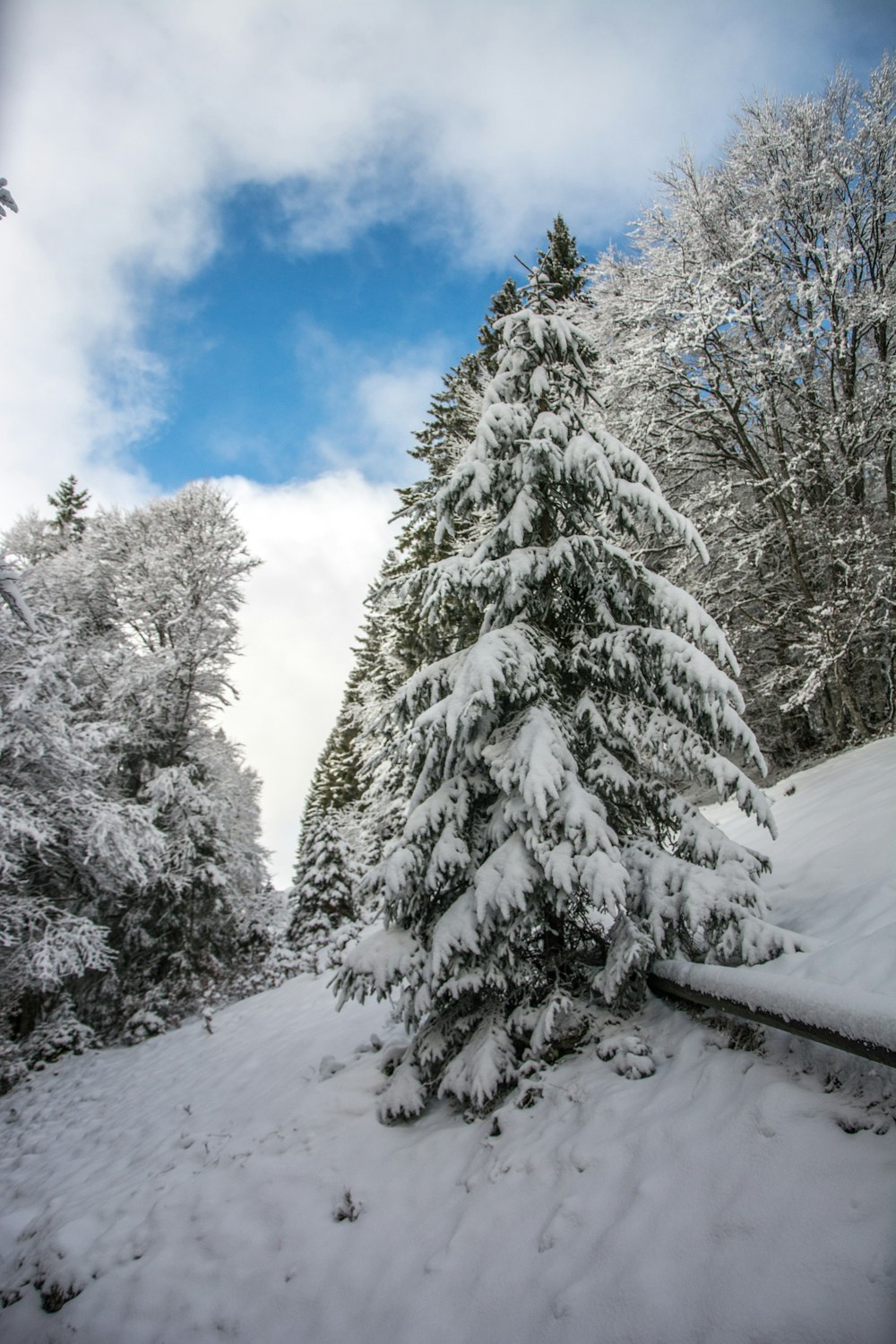 a snowy forest with trees