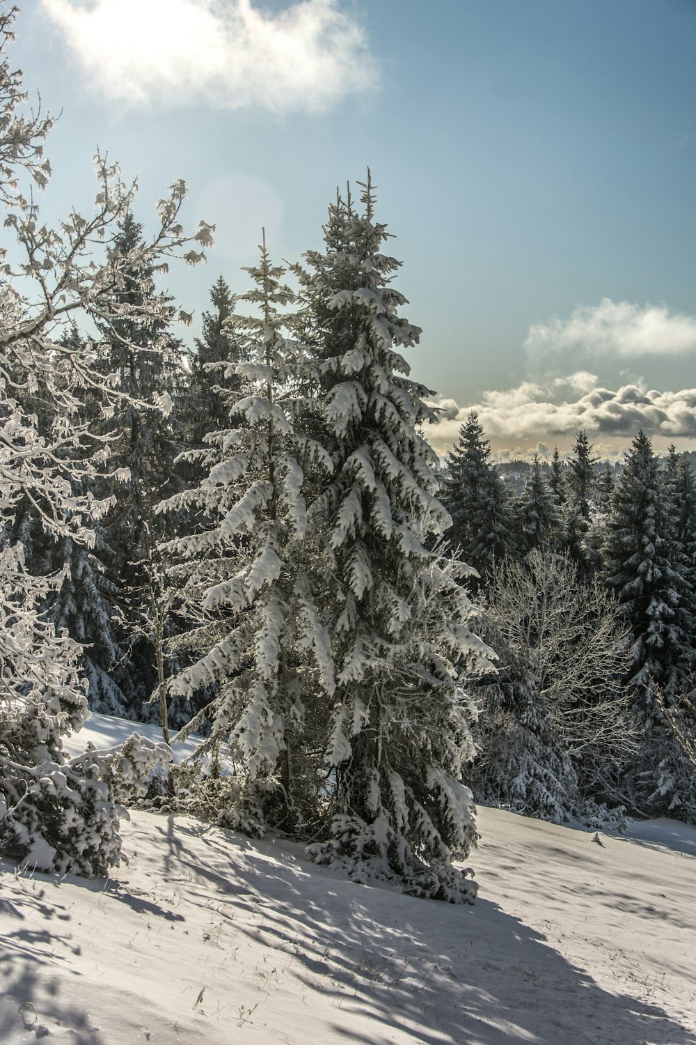 a snowy forest with trees