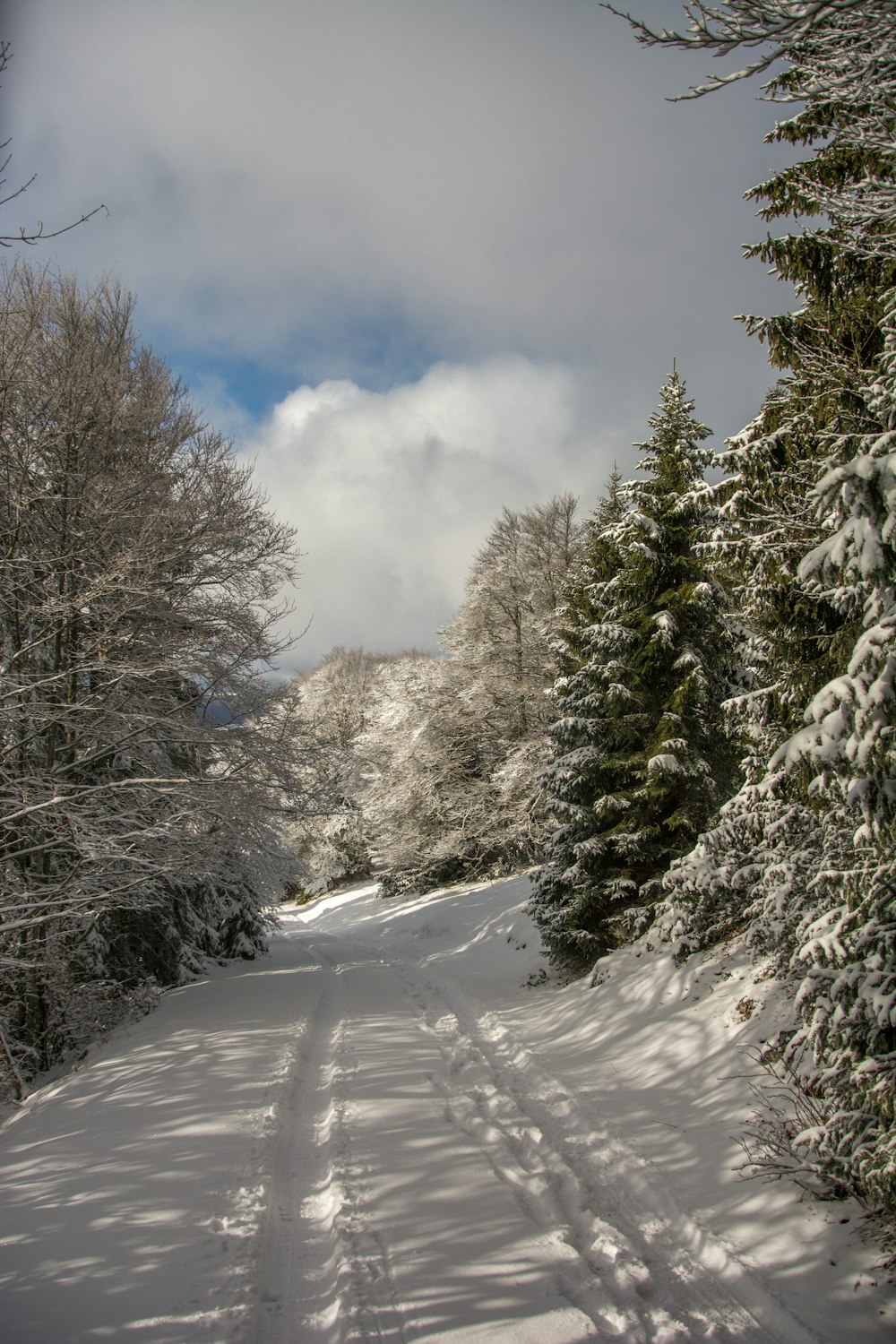 a snowy road with trees on either side of it