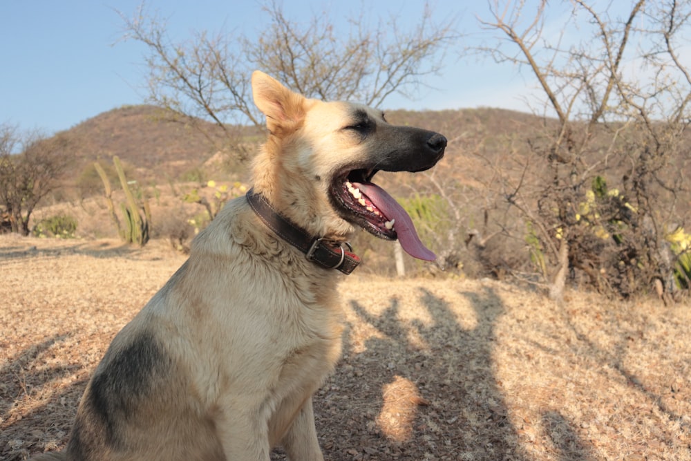 a dog sitting in the dirt