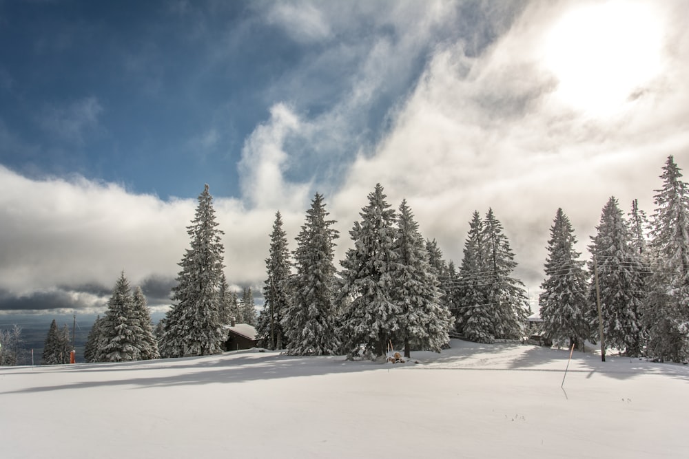 a snowy landscape with trees and a building in the distance