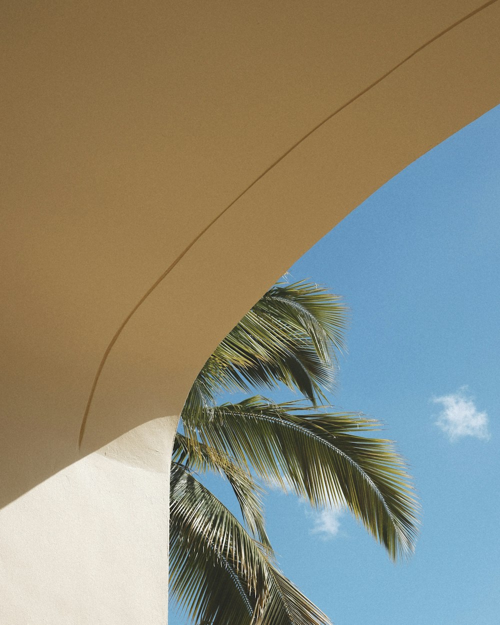 a palm tree against a blue sky