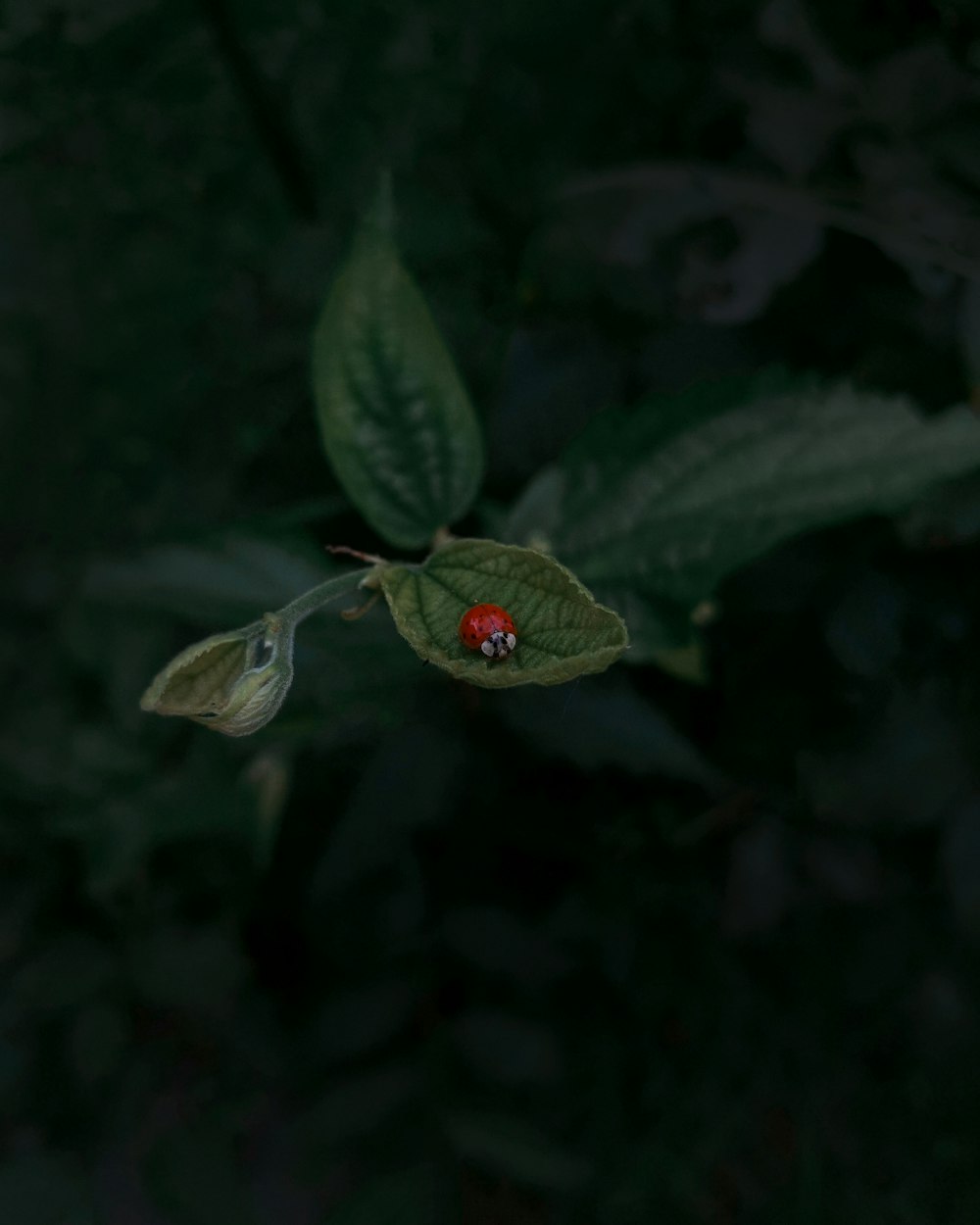 a flower on a leaf