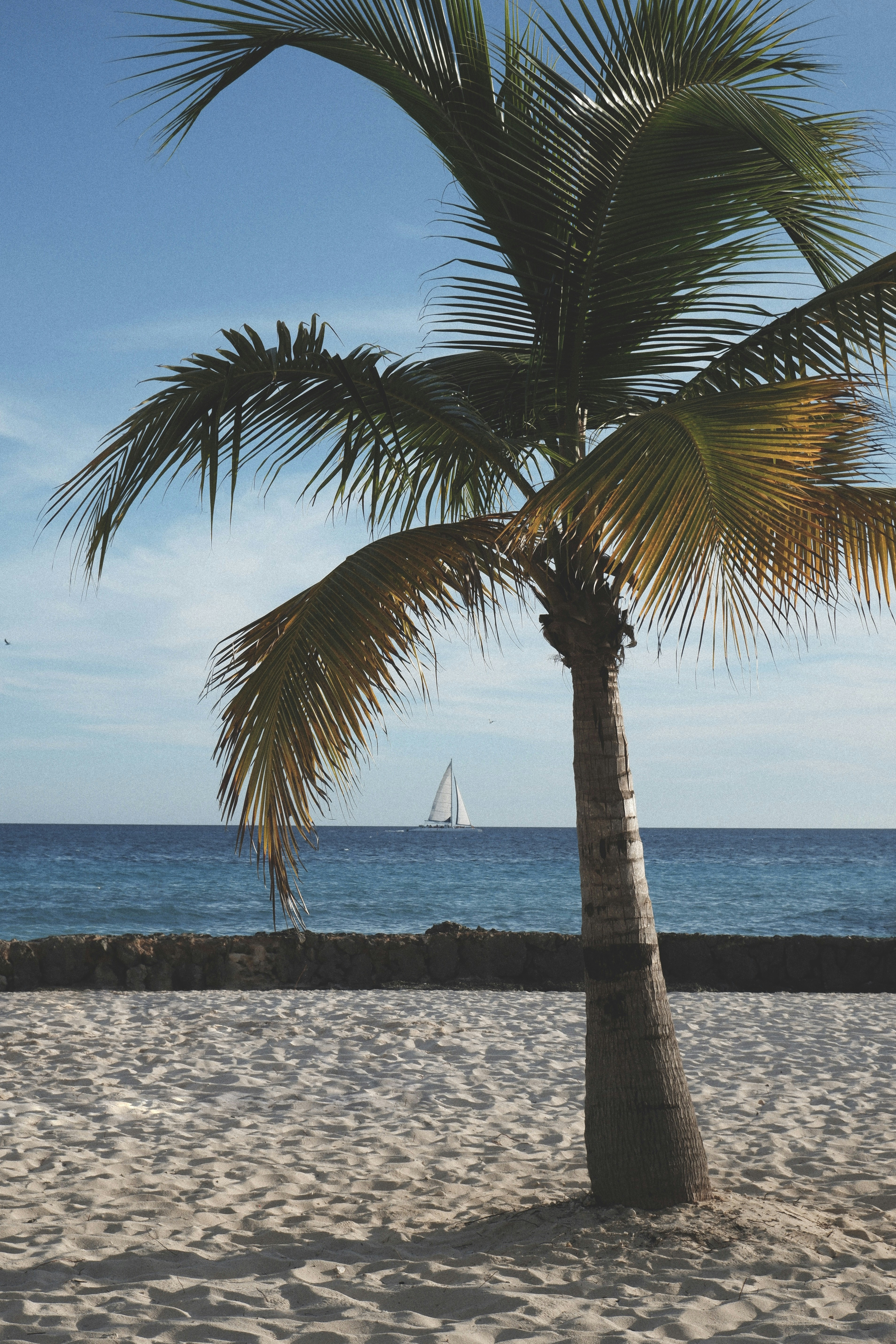 palm trees on a beach