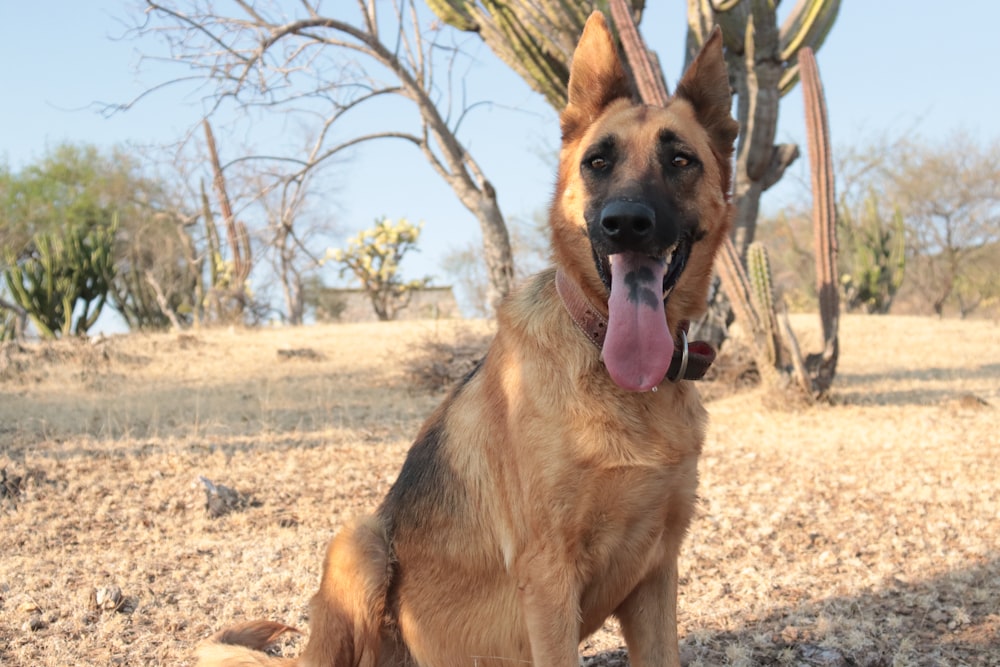 St. Bernard German Shepherd Mix Majestic Hybrid Companions