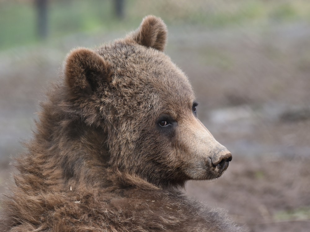 a brown bear in the wild