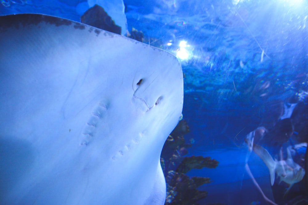 a large white fish in a tank