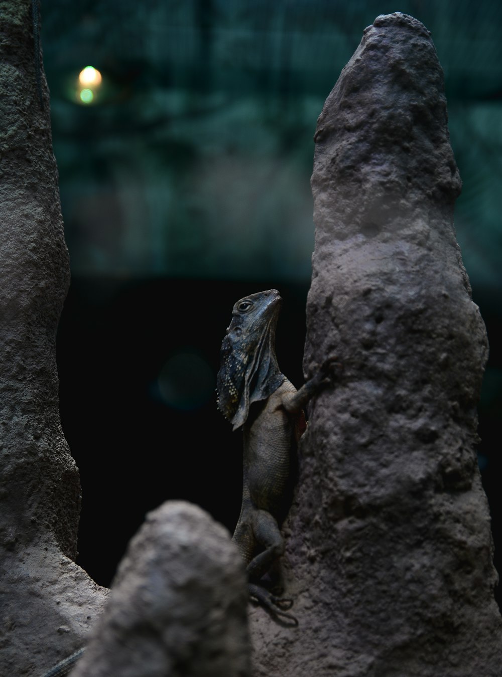 a lizard on a rock