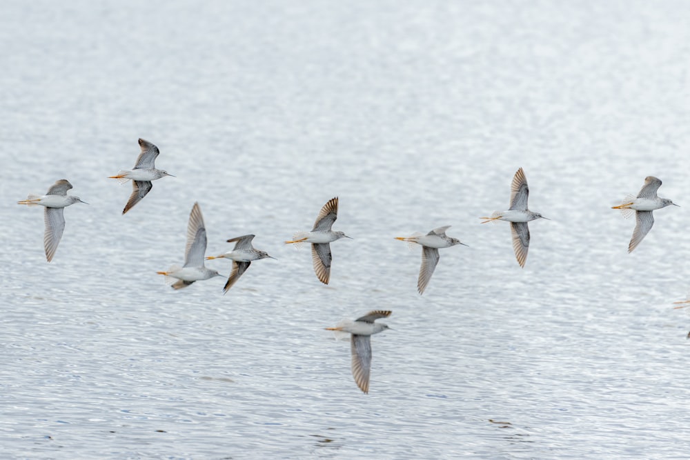 a flock of birds flying over water