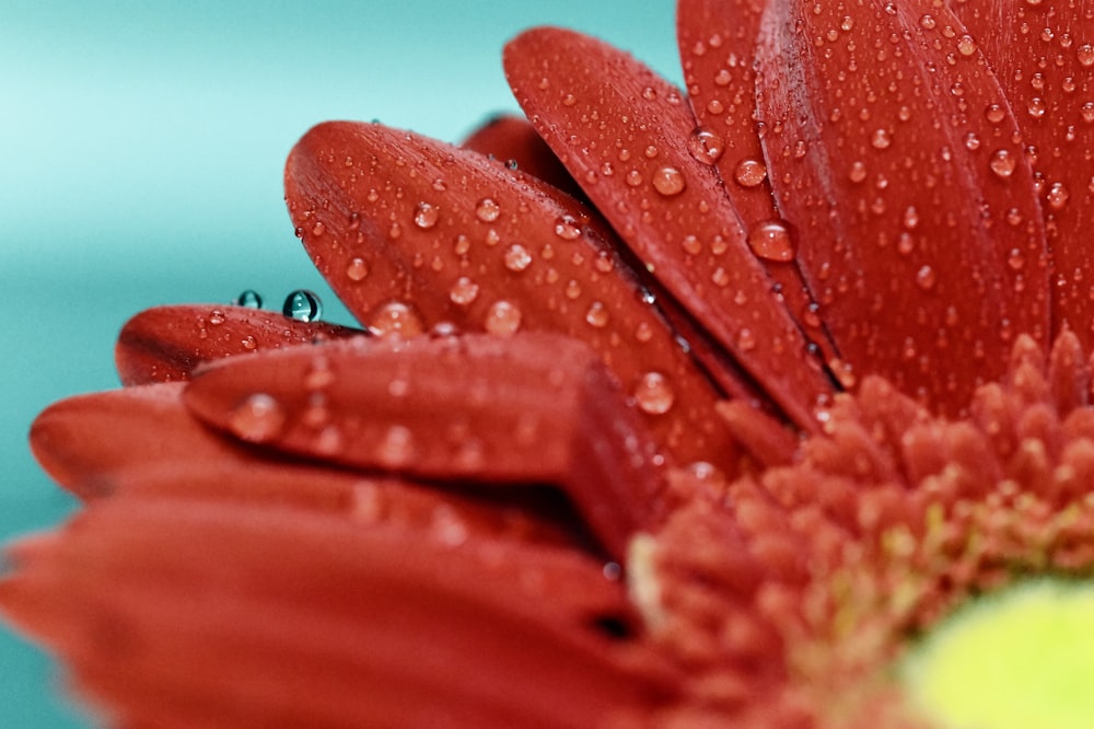 a red flower with water droplets on it