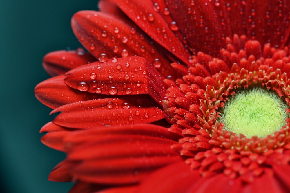 a red flower with water droplets on it