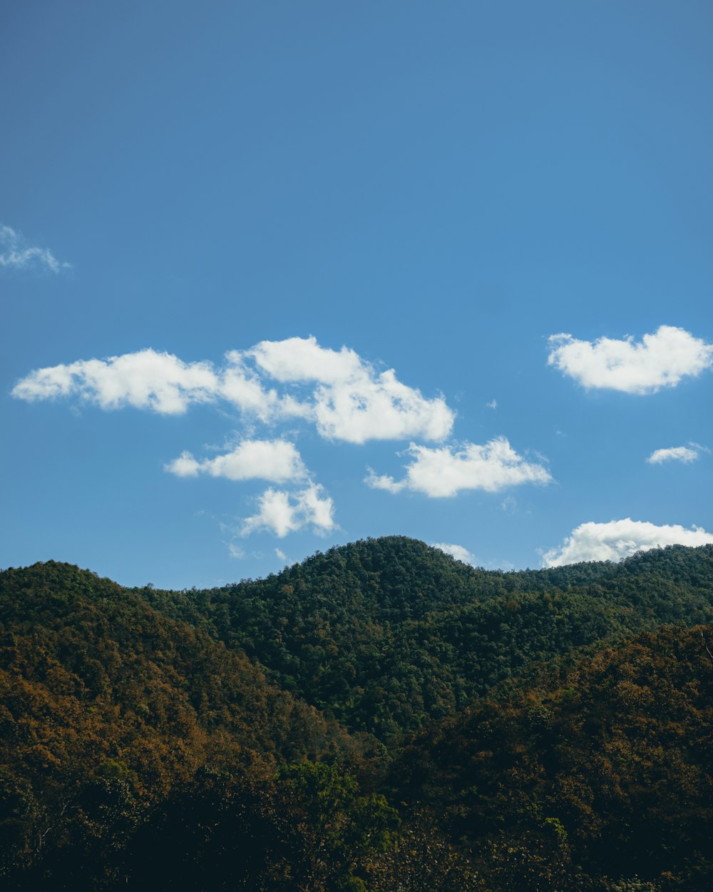 Un paesaggio con alberi e cielo blu