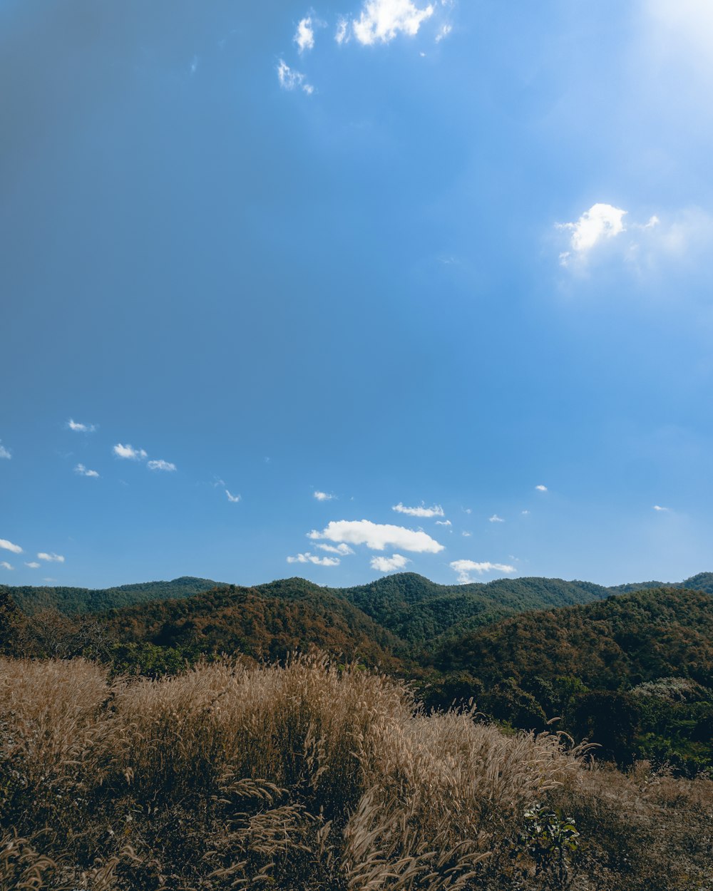 a grassy area with trees in the background