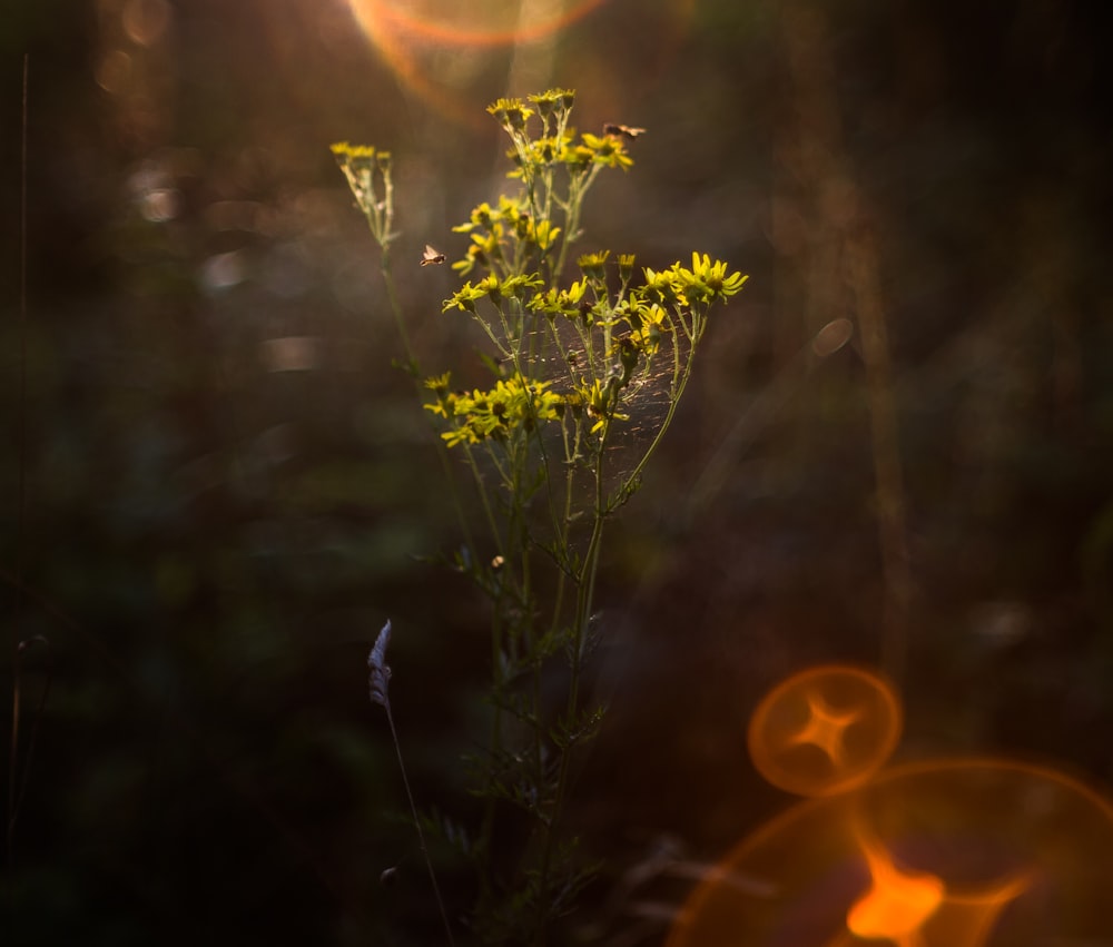 a close-up of a plant