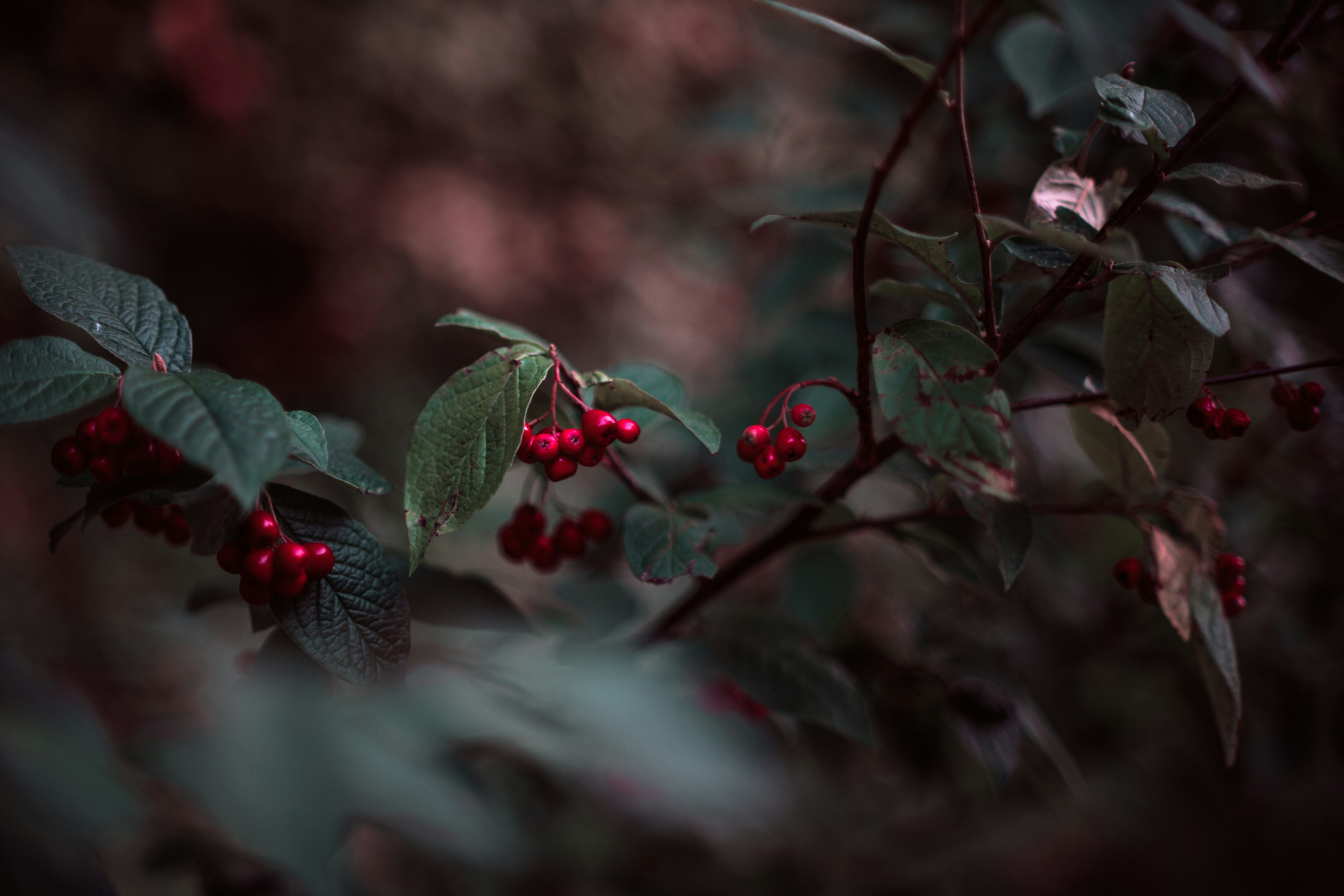 Photo by gibson_photographic