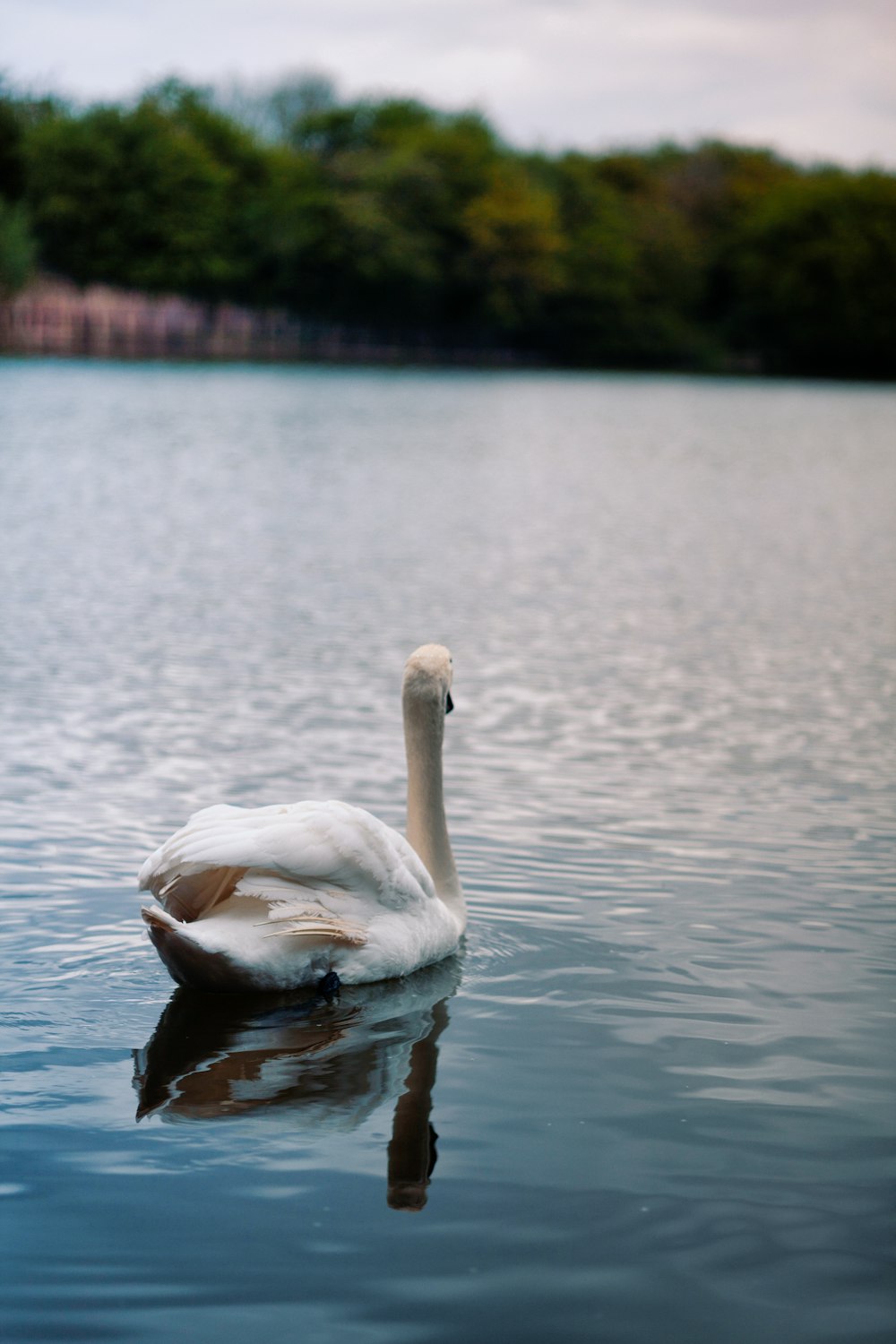 a white swan swimming in a lake
