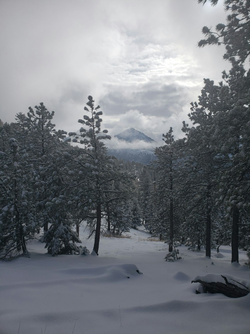 a snowy landscape with trees and mountains