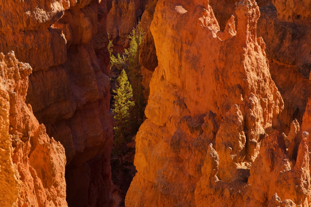 a tree in a canyon