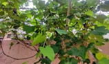 A lush hoya vine cascading over a rustic wooden trellis in natural sunlight.