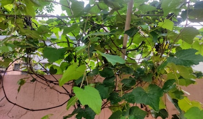 A lush hoya vine cascading over a rustic wooden trellis in natural sunlight.
