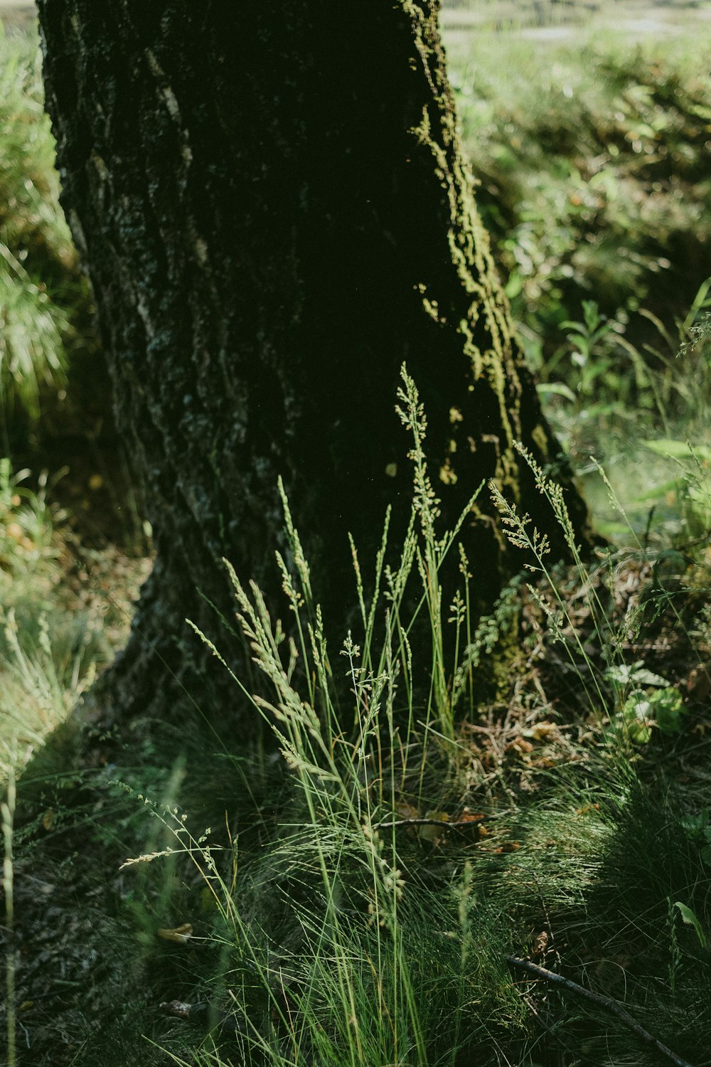 a tree trunk with moss growing on it