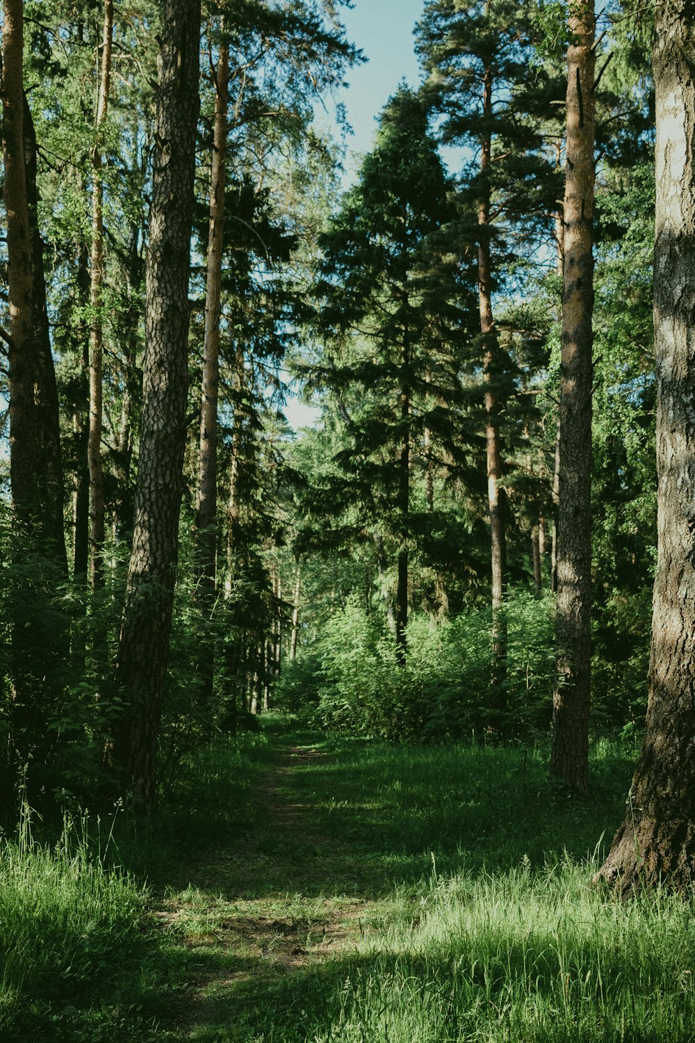 Green pine trees in forrest photo – Free Backgrounds Image on Unsplash