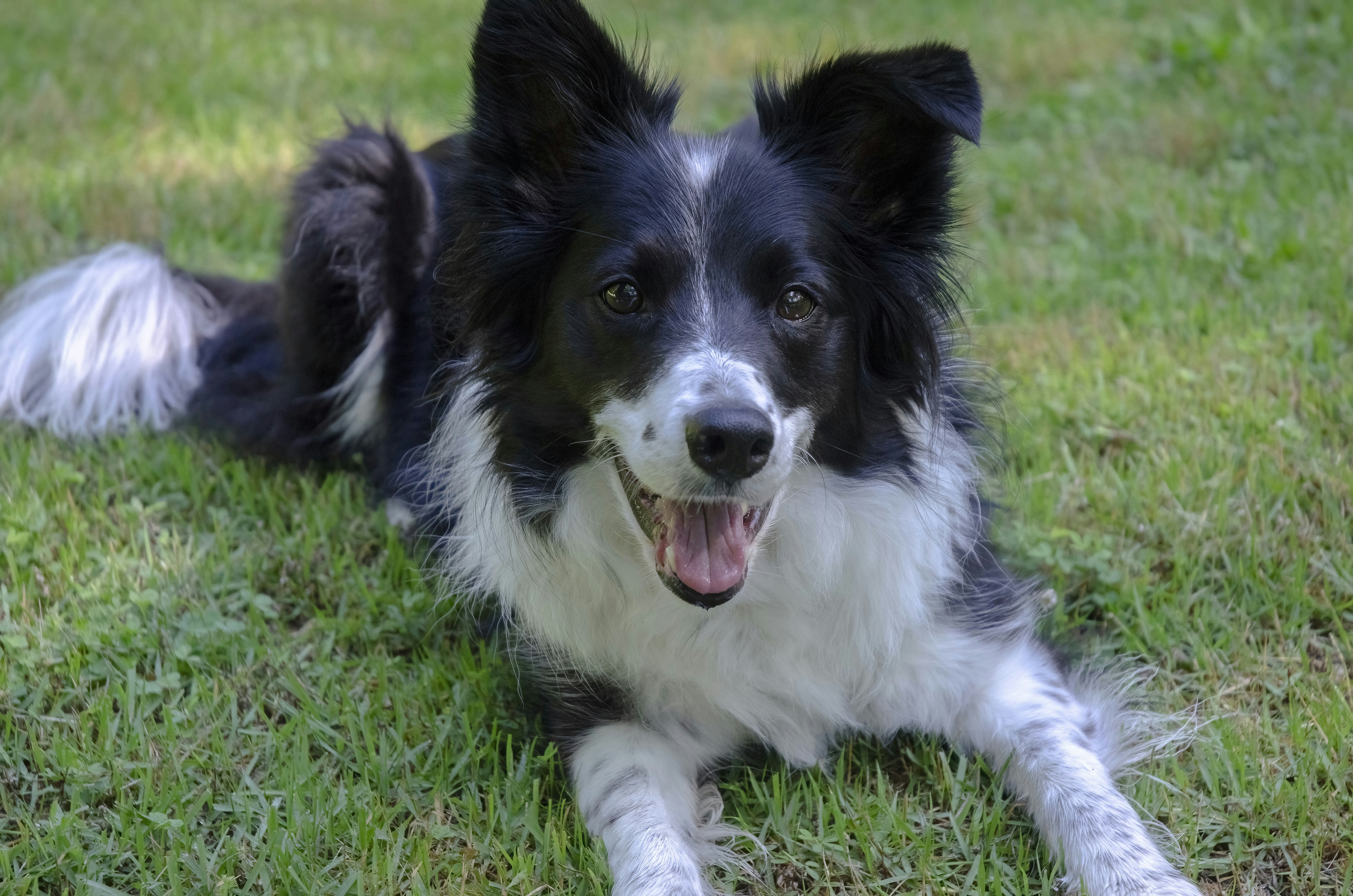 How Fast Can Border Collies Run?