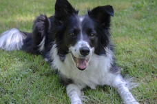 a dog lying in the grass