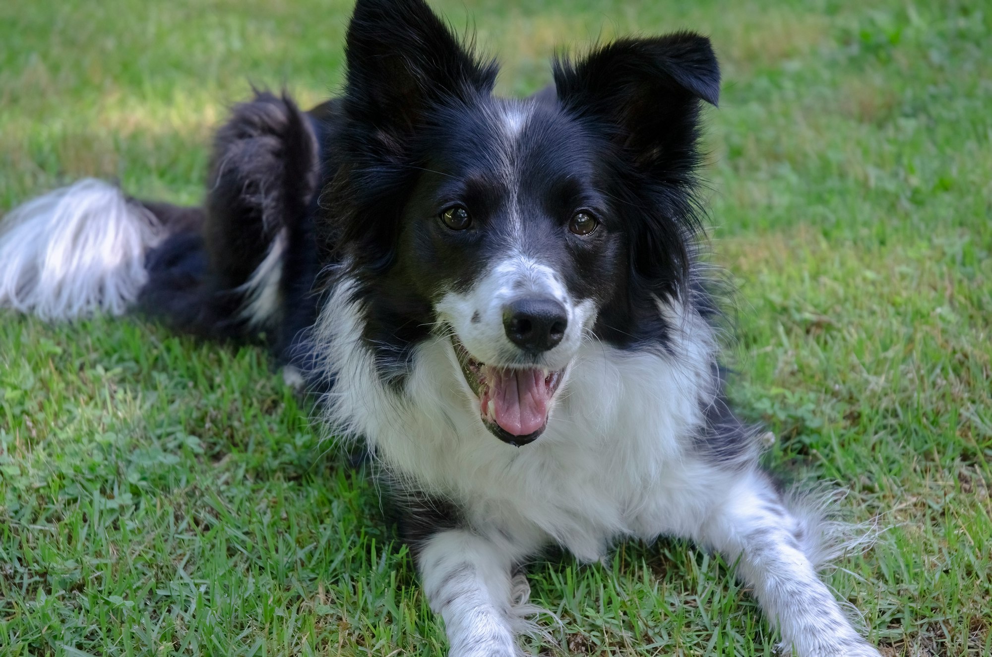 Where Are Border Collies From?