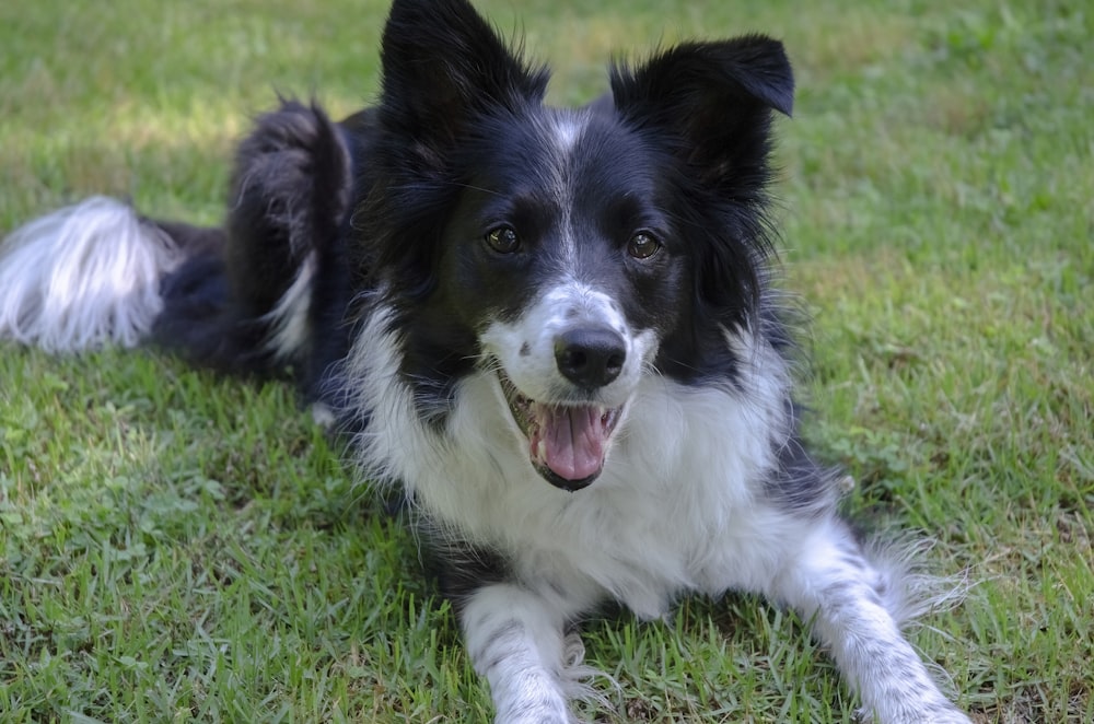 a dog lying in the grass