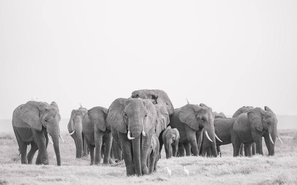 a herd of elephants walking in a field