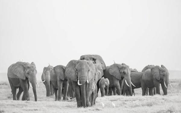 An elephant herd, in black and white — Amboseli, Kenya