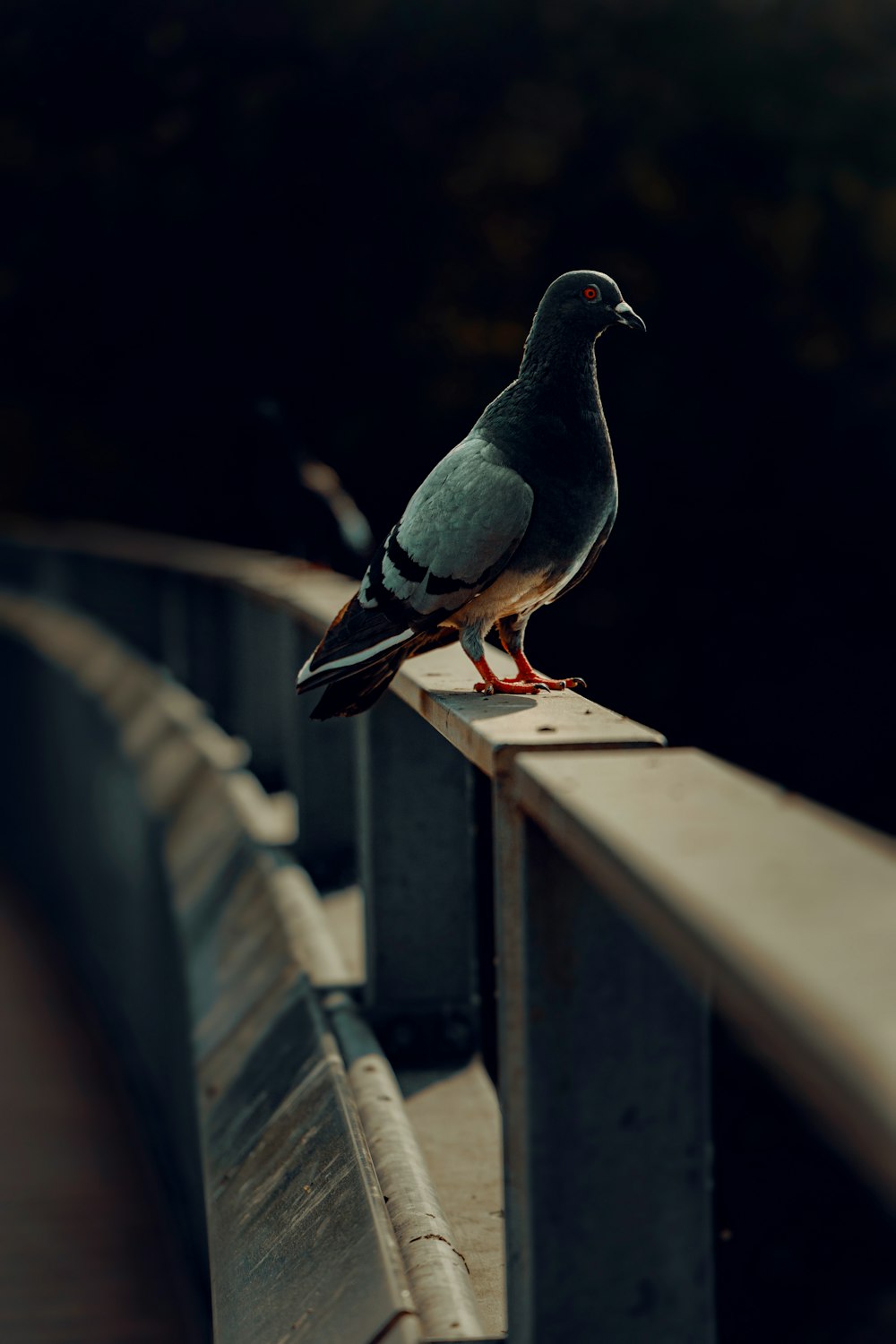 a bird on a railing