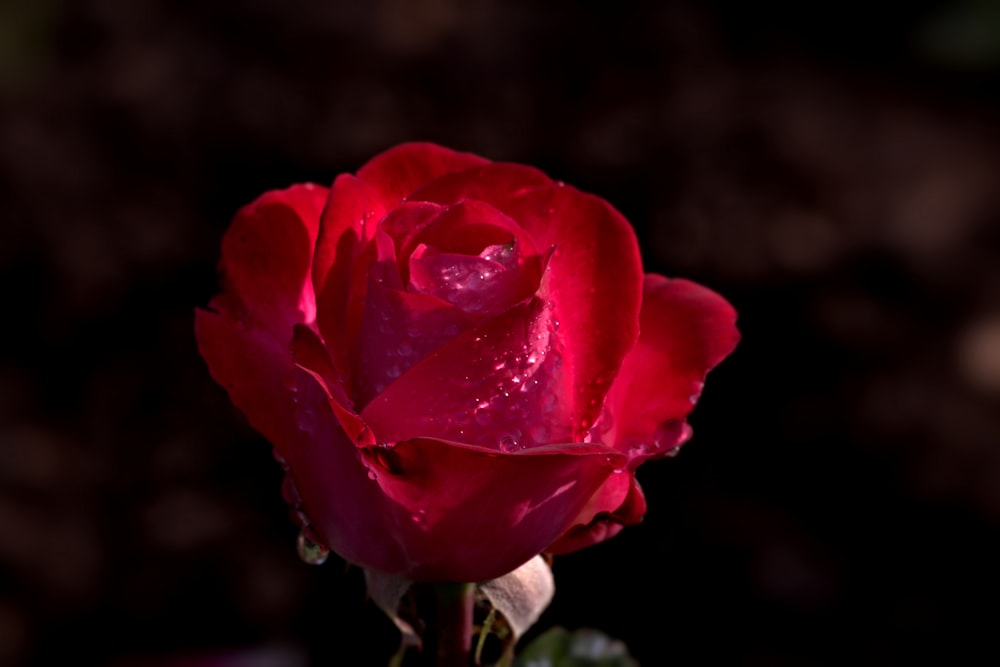 a close up of a rose