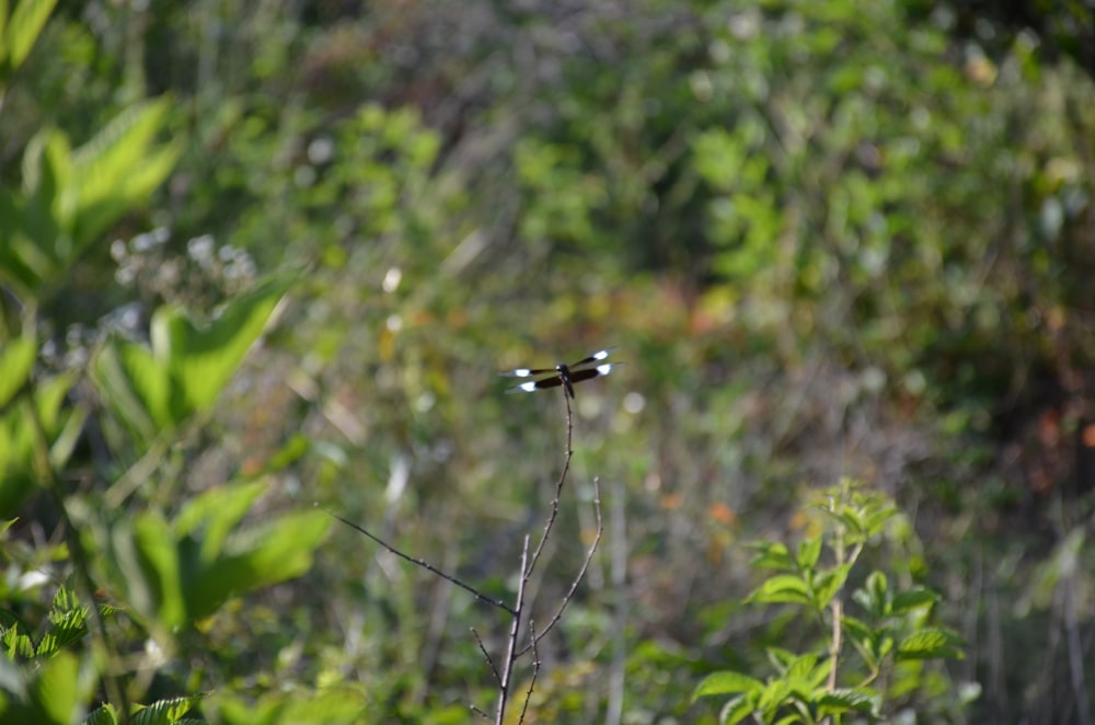 a bug on a branch