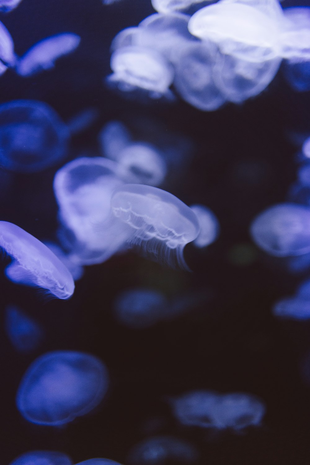 a group of blue jellyfish