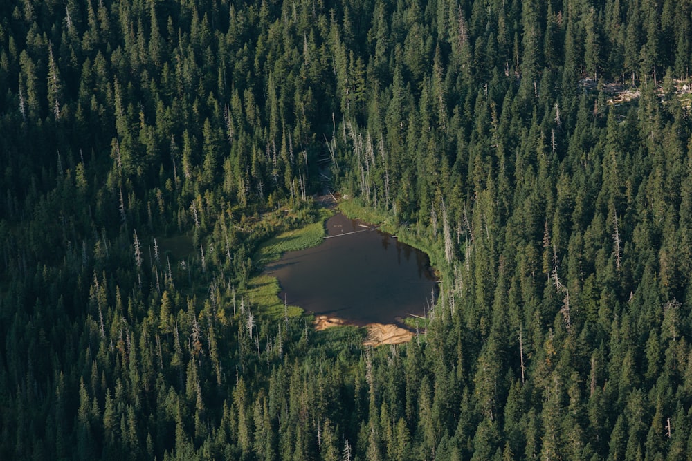 a river surrounded by trees