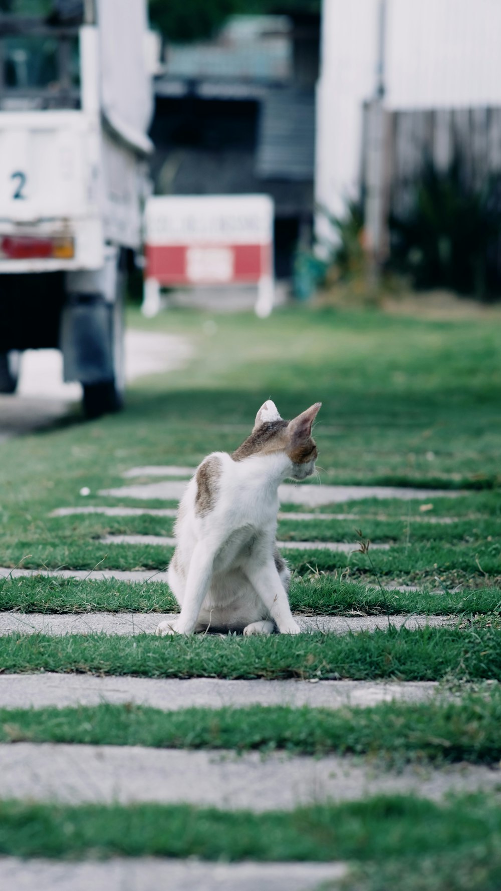 a cat walking on grass